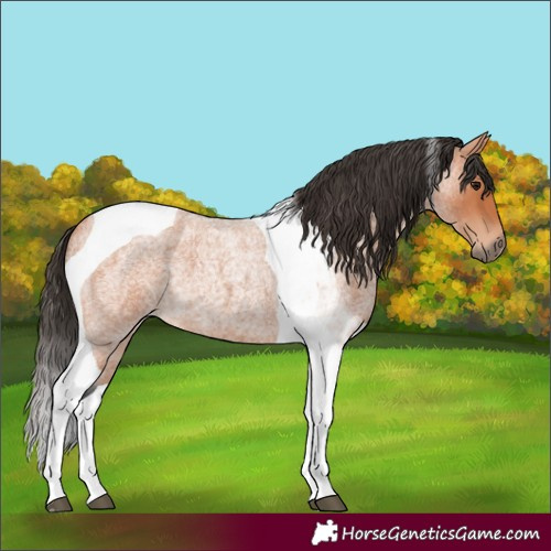Horse Color:Bay Roan Tobiano 