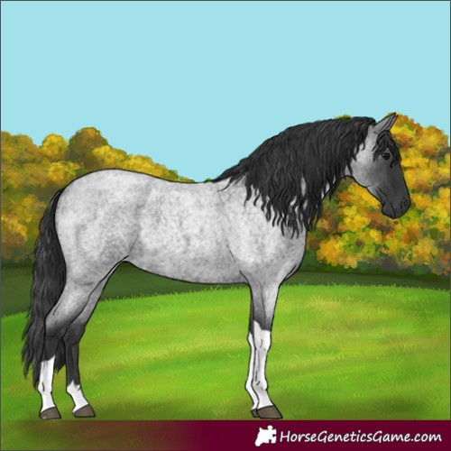 Horse Color:Blue Roan Tobiano