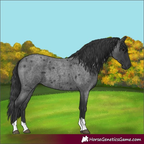 Horse Color:Blue Roan Tobiano