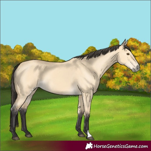 Horse Color:Buckskin Dun 