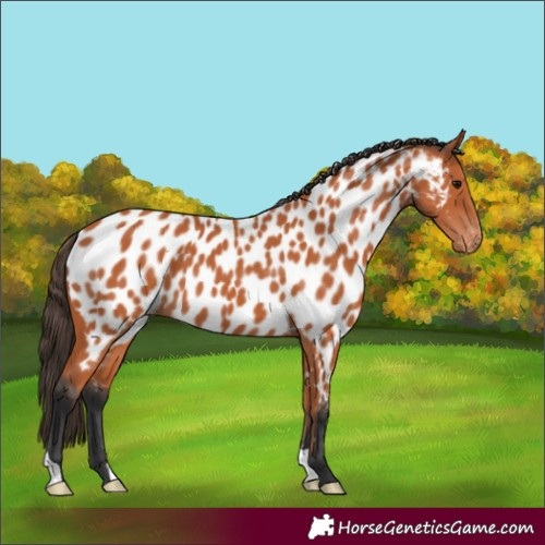 Horse Color:Bay Near Leopard
