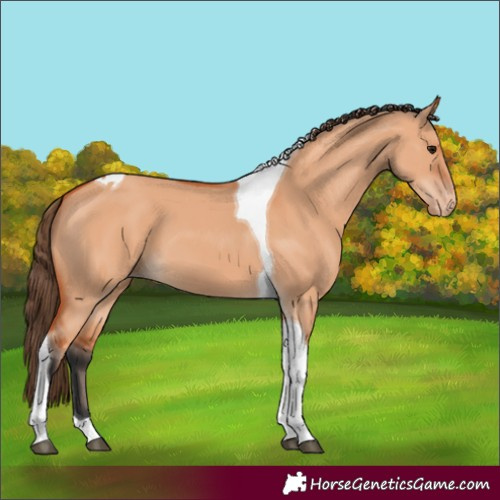 Horse Color:Bay Dun Tobiano Varnish