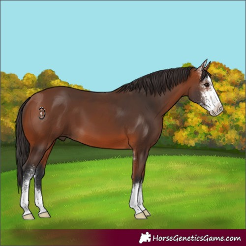 Horse Color:Bay Sabino 