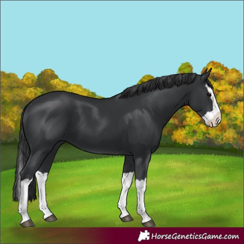 Horse Color:Black Splash 
