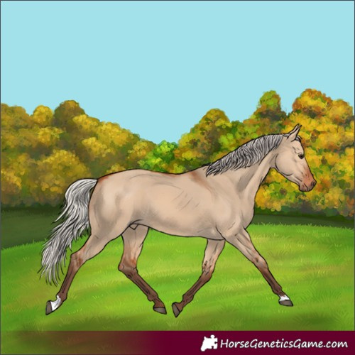 Horse Color:Silver Bay Dun 