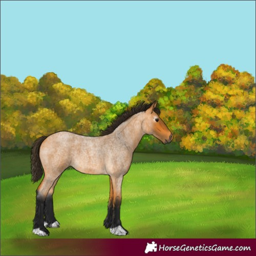 Horse Color:Gray Buckskin Roan 