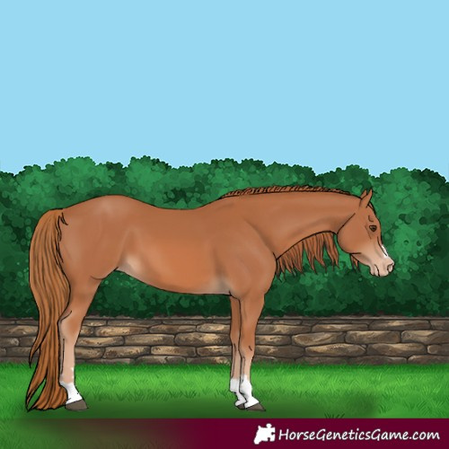 Horse Color:Chestnut Varnish 