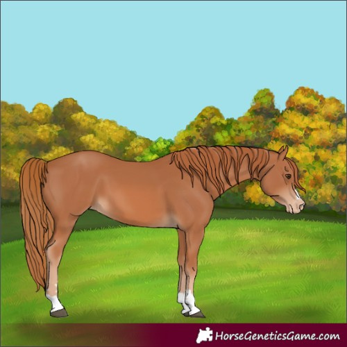 Horse Color:Chestnut Varnish 