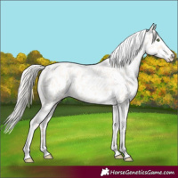 Horse Color:Silver Classic Champagne Roan Dun Splash Tobiano Frame Near Leopard Rabicano