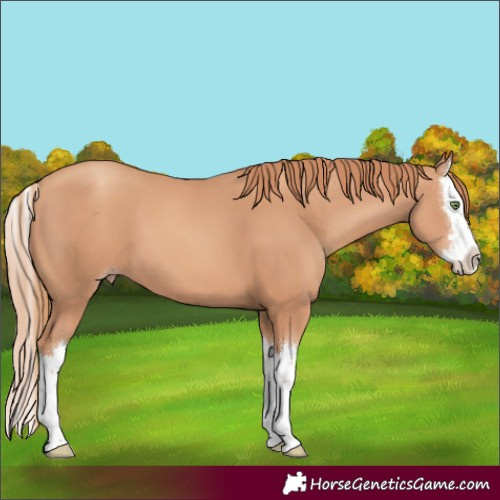 Horse Color:Gold Champagne Splash 