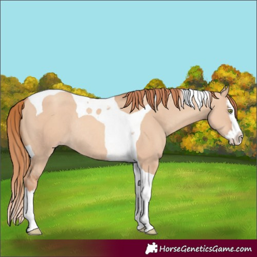 Horse Color:Gold Champagne Dun Splash Tobiano Rabicano 