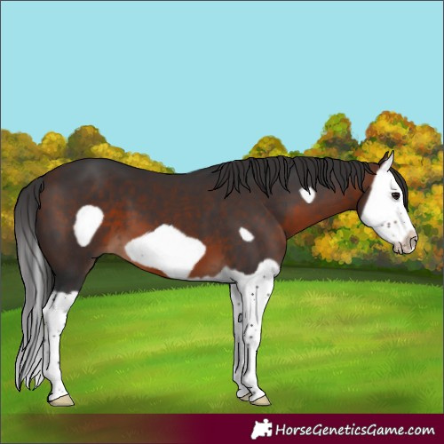 Horse Color:Brown Splash Frame