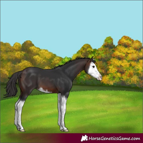 Horse Color:Brown Splash 