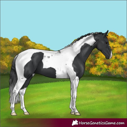Horse Color:Black Tobiano 