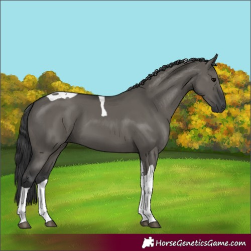 Horse Color:Grullo Tobiano