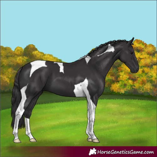 Horse Color:Smoky Black Tobiano