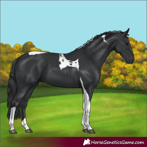 Horse Color:Black Tobiano