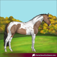 Horse Color:Brown Dun Tobiano 