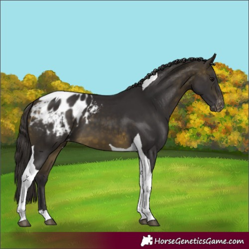 Horse Color:Buckskin Tobiano Blanket