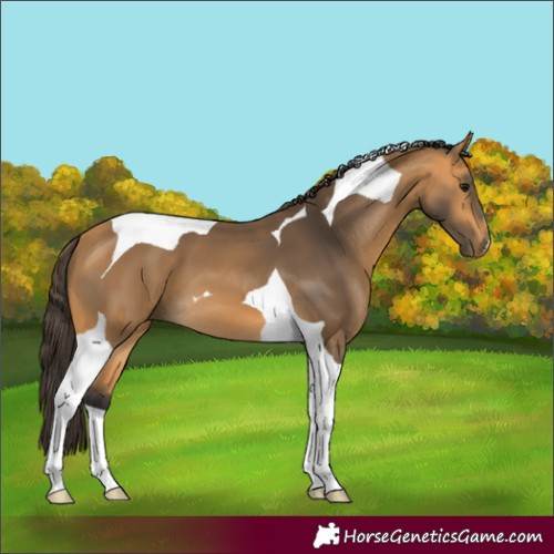 Horse Color:Buckskin Tobiano 
