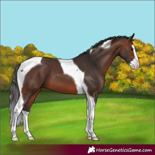 Horse Color:Brown Splash Tobiano