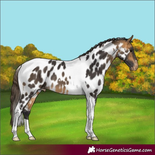 Horse Color:Buckskin Tobiano Near Leopard