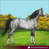 Horse Color:Blue Roan Sabino Splash  and Gray Blue Roan Sabino Splash 