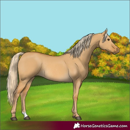 Horse Color:Palomino Dun Rabicano 