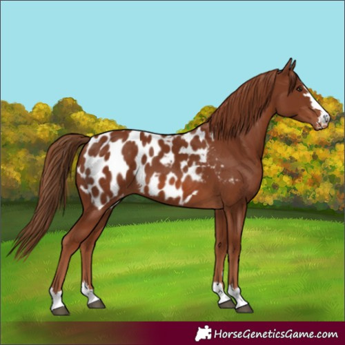 Horse Color:Chestnut Blanket