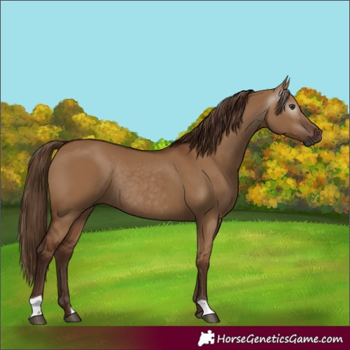 Horse Color:Gray Red Dun Rabicano