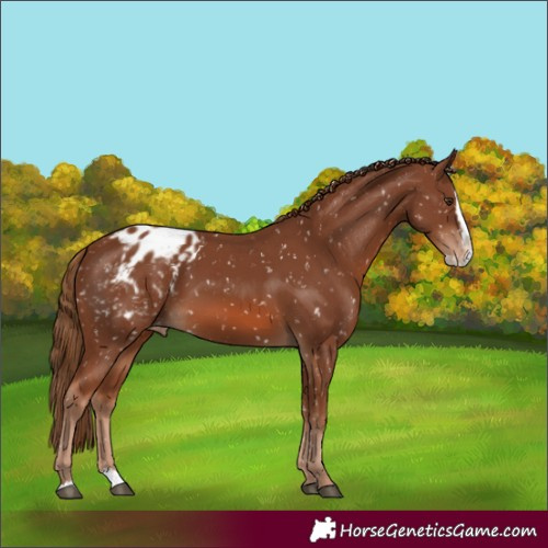 Horse Color:Chestnut Splash Blanket