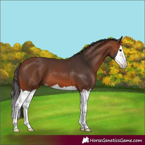 Horse Color:Bay Splash