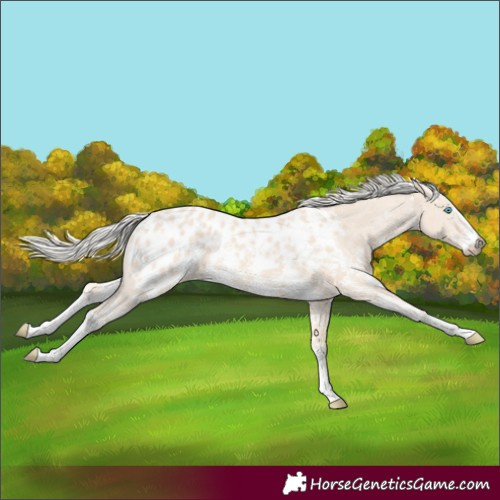 Horse Color:Cremello Sabino  and Cremello Sabino Blanket 