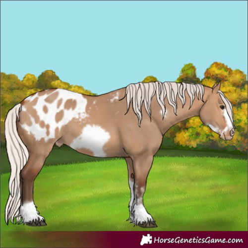 Horse Color:Silver Bay Dun Sabino Tobiano Frame Blanket