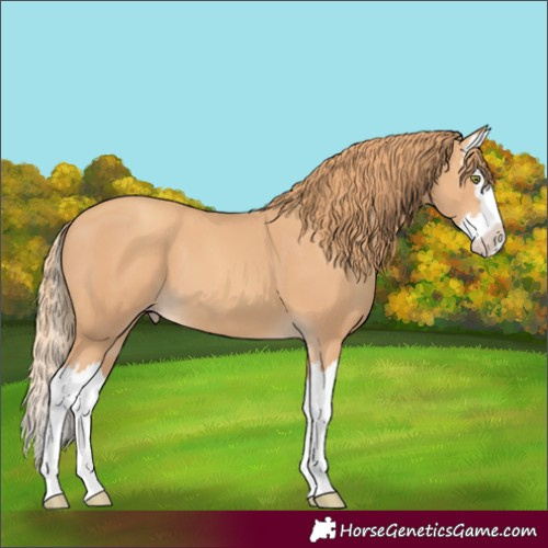 Horse Color:Gold Champagne Splash 