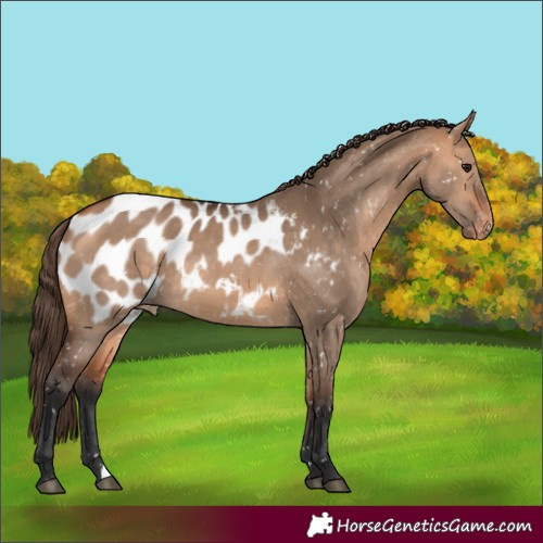 Horse Color:Bay Dun Blanket