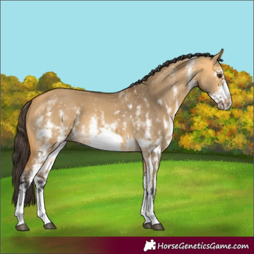 Horse Color:Buckskin Dun Sabino Frame 