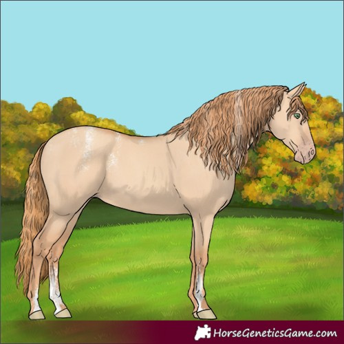 Horse Color:Powder White Gold Champagne Dun 