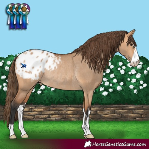 Horse Color:Bay Dun Varnish Rabicano 