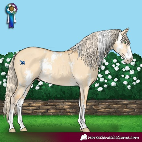Horse Color:Gold Cream Champagne Dun Sabino Rabicano 