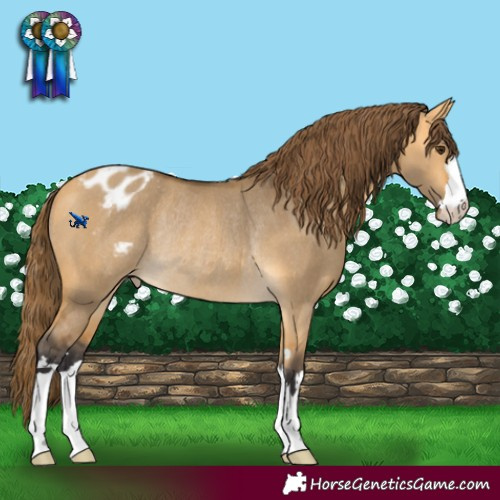 Horse Color:Buckskin Dun Varnish Rabicano 