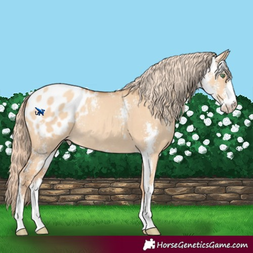 Horse Color:Gold Champagne Dun Sabino Blanket Rabicano 