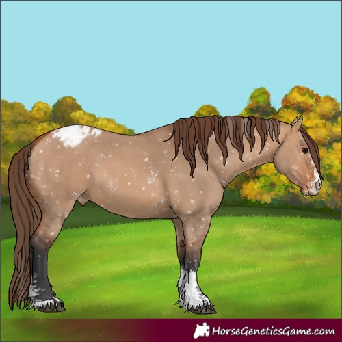 Horse Color:Unknown 