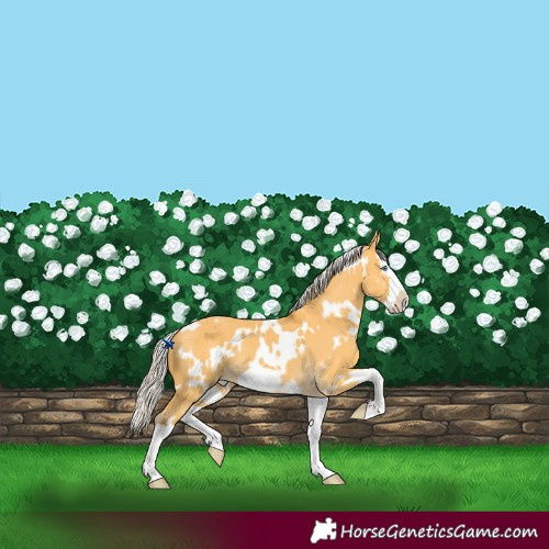 Horse Color:White Spotted Silver Buckskin Dun Splash Frame