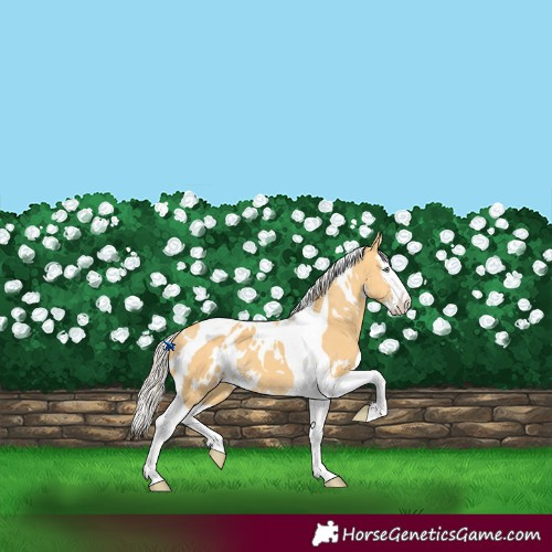 Horse Color:White Spotted Silver Amber Cream Champagne Splash Tobiano 