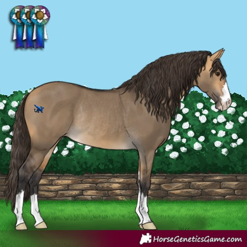 Horse Color:Buckskin Dun Rabicano 