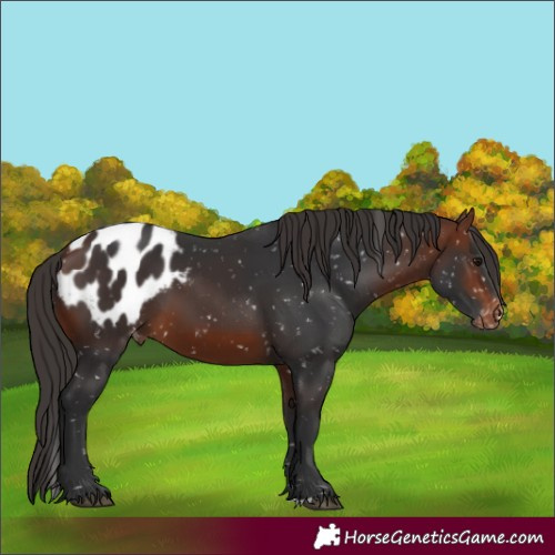Horse Color:Bay Blanket 