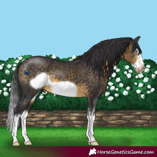 Horse Color:Buckskin Sabino Splash Frame