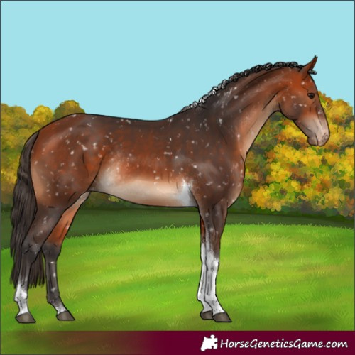 Horse Color:Bay Tobiano Snowflake Varnish Rabicano