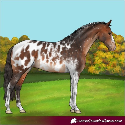 Horse Color:Bay Tobiano Near Leopard Rabicano 